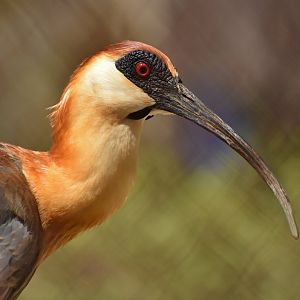 Buff-necked Ibis (Theristicus caudatus)