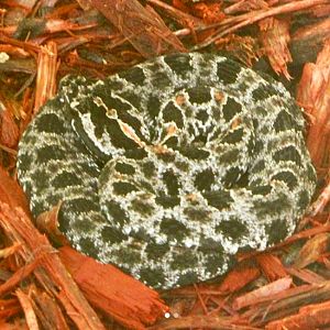 Dusky Pygmy Rattlesnake