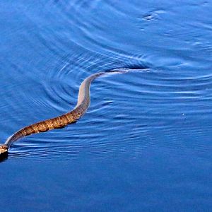 Florida Cottonmouth