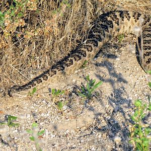 Great Basin Rattlesnake