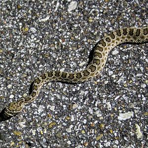 Western Massasauga