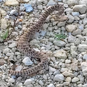 Prairie Rattlesnake