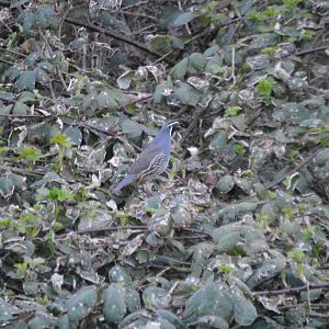 California Quail subspecies ID