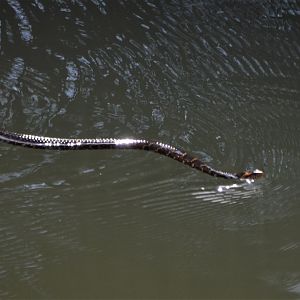 Snake ID (Melbourne, FL)