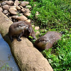 Asian Short Clawed Otter - June 2015