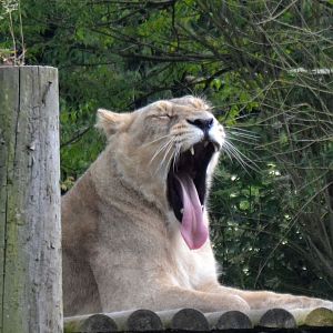 Asiatic Lion - June 2015