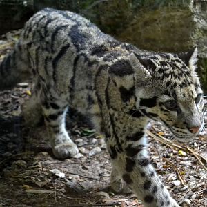 Indochinese Clouded Leopard - June 2015