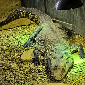 Morelet's Crocodile - June 2015