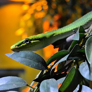 Red Tailed Rat Snake - June 2015