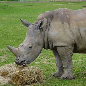 Southern White Rhinoceros - June 2015