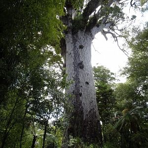 Lord of the Forest, New Zealand, November 2015