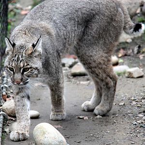 bobcat (Lynx rufus)
