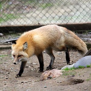 red fox (Vulpes vulpes)