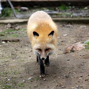 red fox (Vulpes vulpes)