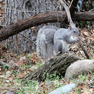 western gray squirrel (Sciurus griseus)
