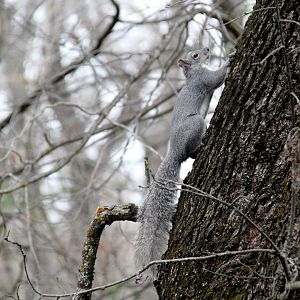 western gray squirrel (Sciurus griseus)