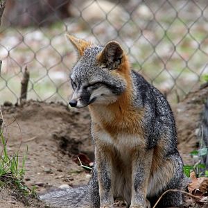 gray fox (Urocyon cinereoargenteus)