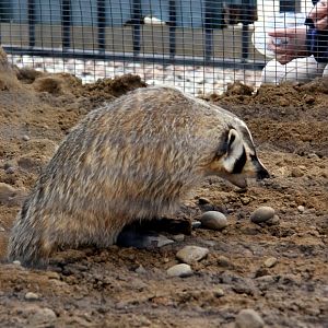 American badger (Taxidea taxus)