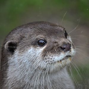 Asian Short Clawed Otter - June 2016