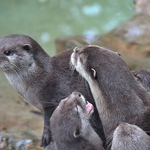 Asian Short Clawed Otter - June 2016