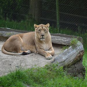 Asiatic Lion - June 2016