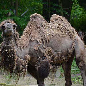 Bactrian Camel - June 2016