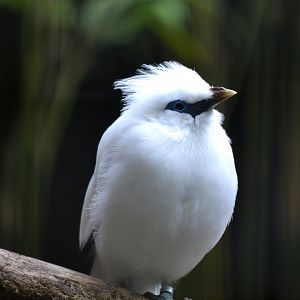 Bali Starling - June 2016