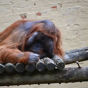 Bornean Orangutan - June 2016