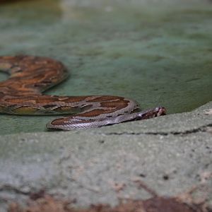 Borneo Blood Python - June 2016