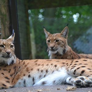 Carpathian Lynx - June 2016