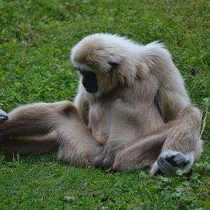 Lar Gibbon - June 2016