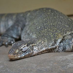 Nile Monitor - June 2016