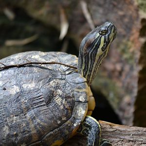 Red Eared Slider - June 2016