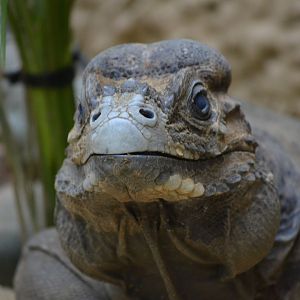 Rhinoceros Iguana - June 2016