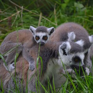 Ring Tail Lemur - June 2016