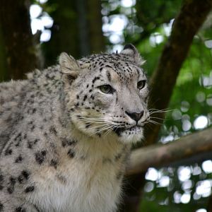 Snow Leopard - June 2016