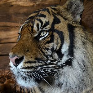Sumatran Tiger - June 2016