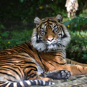Sumatran Tiger - June 2016