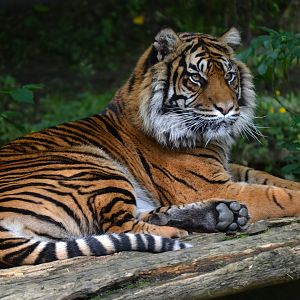 Sumatran Tiger - June 2016