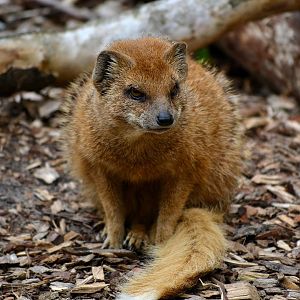 Yellow Mongoose - June 2016