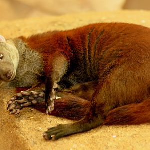 Ring-tailed mongoose; RSCC; 22nd August 2015