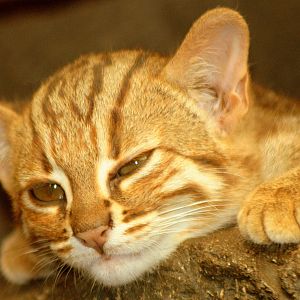 Rusty-spotted cat; RSCC; 22nd August 2015