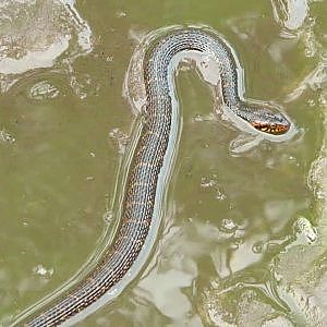 Banded Water Snake - YouTube