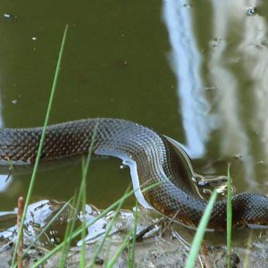 Cottonmouth