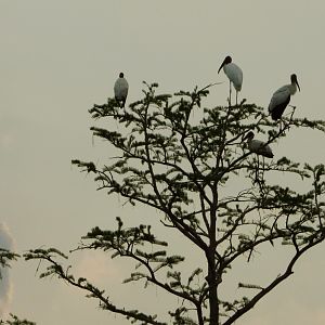 Wood Storks