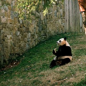 Smithsonian National Zoo - Giant Panda