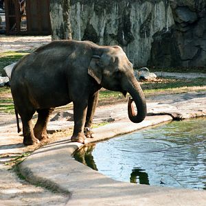 Smithsonian National Zoo - Asian Elephant