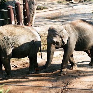 Smithsonian National Zoo - Asian Elephants