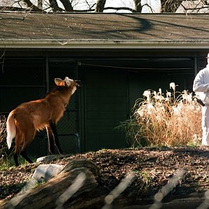 Smithsonian National Zoo - Maned Wolf