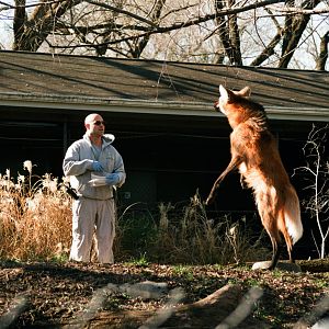 Smithsonian National Zoo - Maned Wolf